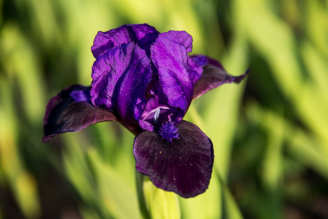 20140424 1725VRAw [D~BI] Lilie, Botanischer Garten, Bielefeld