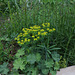 Dissection  d'un jardin d'Eden- Euphorbia dulcis (2)
