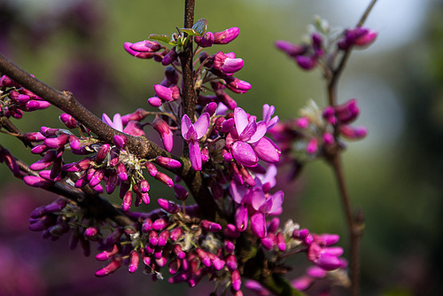 20140424 1723VRAw [D~BI] Botanischer Garten, Bielefeld