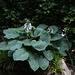 Dissection  d'un jardin d'Eden- Hosta