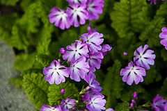 20140424 1718VRAw [D~BI] Siebolds Primel (Primula siboldii), Botanischer Garten, Bielefeld