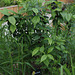 Dissection  d'un jardin d'Eden-Calicanthus floridus
