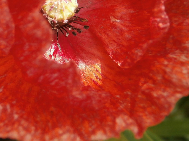 Another red poppy has bloomed - great