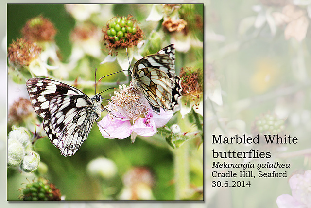 Marbled Whites - Chyngton - Seaford - 30.6.2014