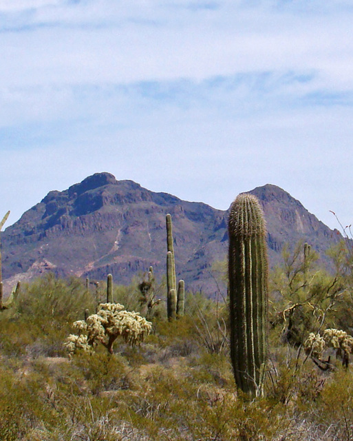 Desert Landscape