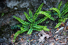 20140424 1714VRAw [D~BI] Steinfeder Farn (Asplenium trichomanes), Botanischer Garten, Bielefeld