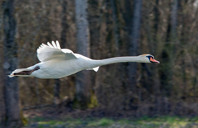 Vol aérodynamique d'un cygne