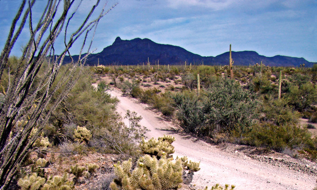 Organ Pipe Cactus National Monument