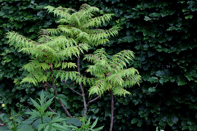 Le jardin des pécheresses-Rhus typhina dissecta