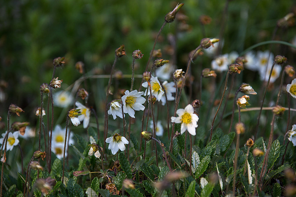 20140424 1710VRAw [D~BI] Weiße Silberwurz (Dryas octopetala), Botanischer Garten, Bielefeld