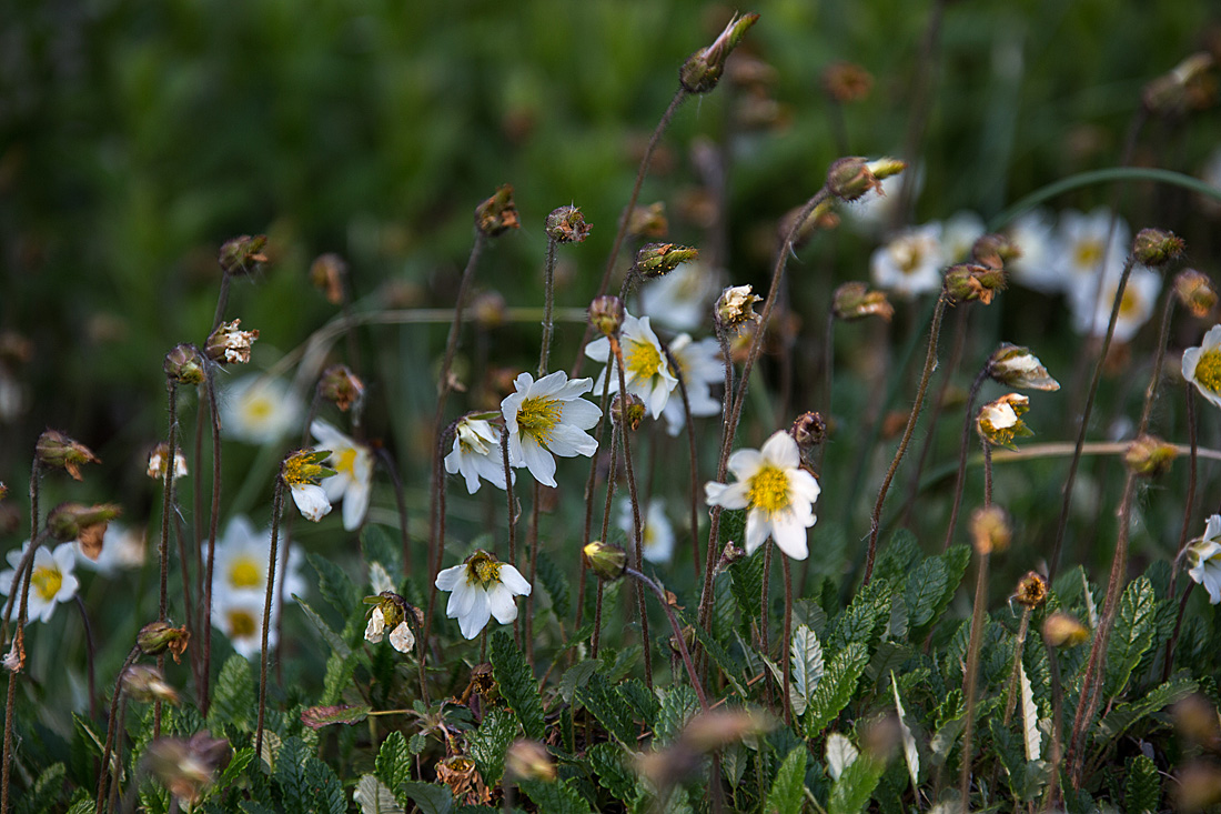 20140424 1710VRAw [D~BI] Weiße Silberwurz (Dryas octopetala), Botanischer Garten, Bielefeld