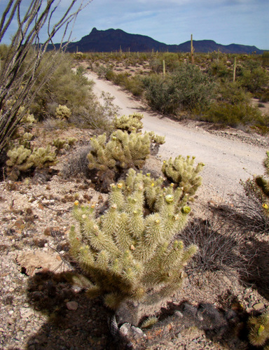 Desert Dirt Road