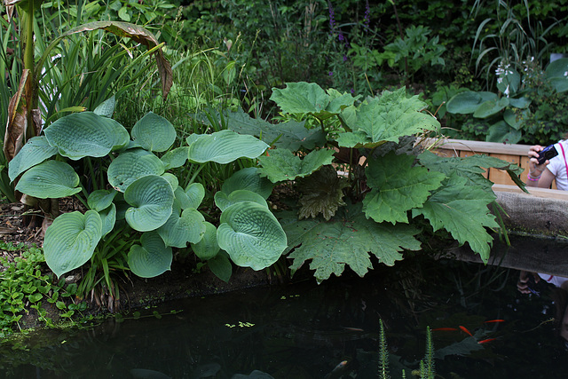 Dissection  d'un jardin d'Eden-Rheum tanguticum et Hosta