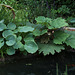 Dissection  d'un jardin d'Eden-Rheum tanguticum et Hosta