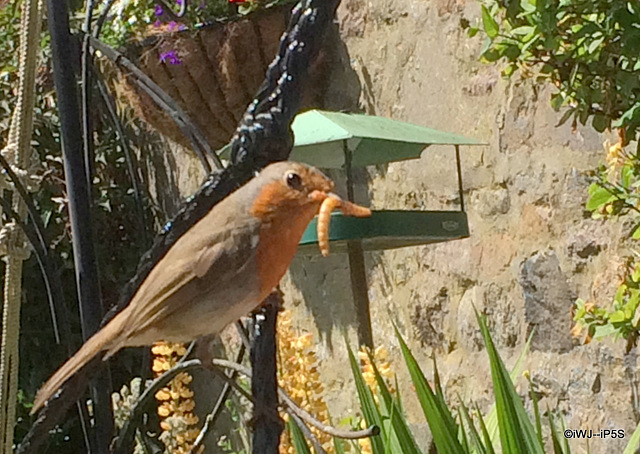 Cock Robin