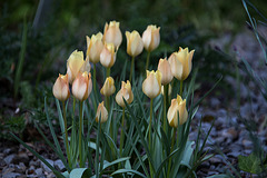 20140424 1705VRAw [D~BI] Tulpen, Botanischer Garten, Bielefeld