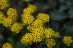 20140424 1700VRAw [D~BI] Botanischer Garten, Bielefeld