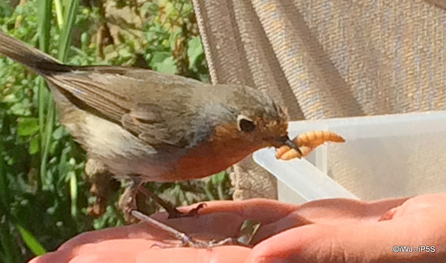 Cock Robin