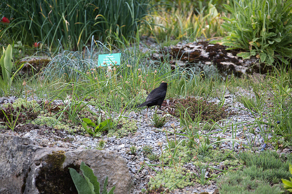 20140424 1698VRAw [D~BI] Amsel [Schwarzdrossel] (Turdus merula), Botanischer Garten, Bielefeld