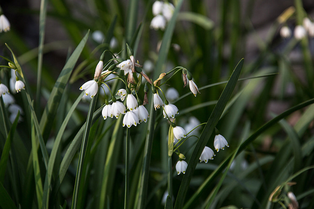 20140424 1697VRAw [D~BI] Märzrnbecher (Leucojum vernum), [Frühlingsknotenblume], Botanischer Garten, Bielefeld