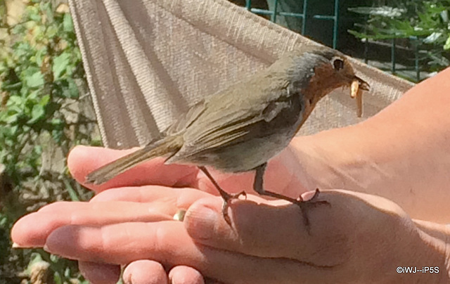 Cock Robin