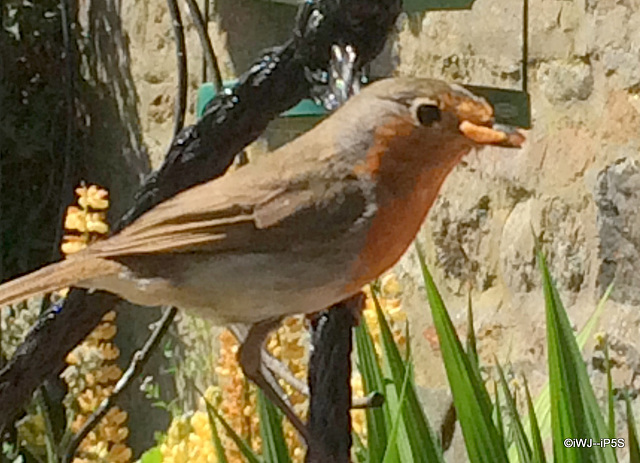 Cock Robin