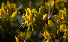 20140424 1695VRAw [D~BI] Rhododendron, Botanischer Garten, Bielefeld