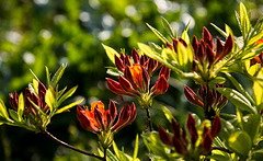 20140424 1694VRAw [D~BI] Rhododendron, Botanischer Garten, Bielefeld