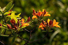 20140424 1693VRAw [D~BI] Rhododendron, Botanischer Garten, Bielefeld