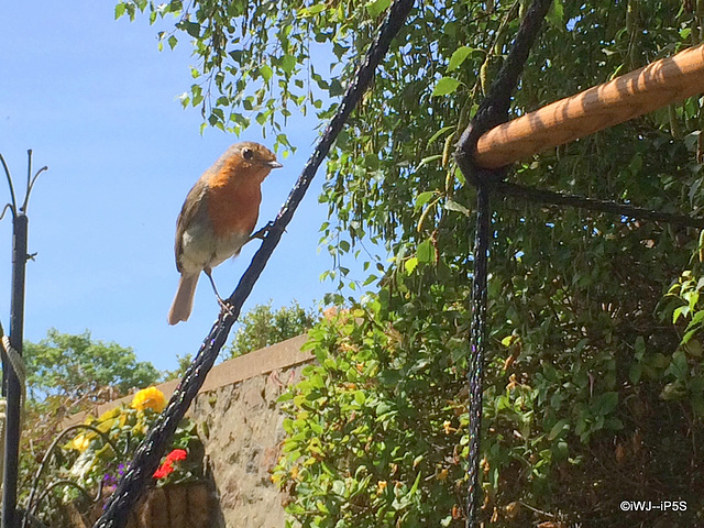 Cock Robin
