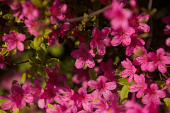 20140424 1692VRAw [D~BI] Rhododendron, Botanischer Garten, Bielefeld