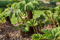 20140424 1690VRAw [D~BI] Mammutblatt, Riesenrhabarber (Gunnera manicata), Botanischer Garten, Bielefeld