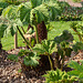 20140424 1690VRAw [D~BI] Mammutblatt, Riesenrhabarber (Gunnera manicata), Botanischer Garten, Bielefeld