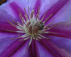 Clematis 'Incence' with little Sweat Bee