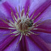 Clematis 'Incence' with little Sweat Bee