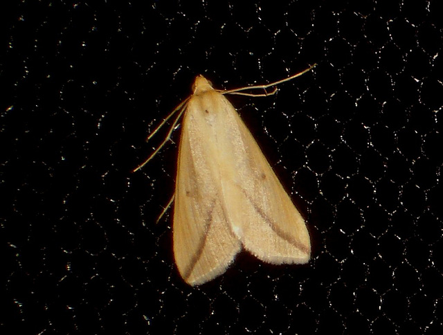 EsMj002 Rhodometria sacraria (Vestal)