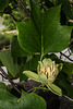 BESANCON: Un Tulipier de Virginie ( Liriodendron tulipifera ) - 05.