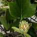BESANCON: Un Tulipier de Virginie ( Liriodendron tulipifera ) - 05.