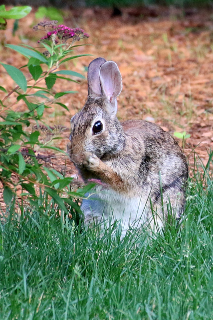 "Oh my ears and whiskers"