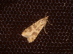 EsMj003 Nomophila noctuella (Rush Veneer)
