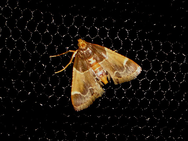 EsMj004 Pyralis farinalis (Meal Moth)