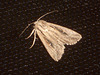 EsMj006 Leucania putrescens (Devonshire Wainscot)