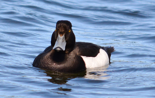 Tufted Duck, Athya fuligula