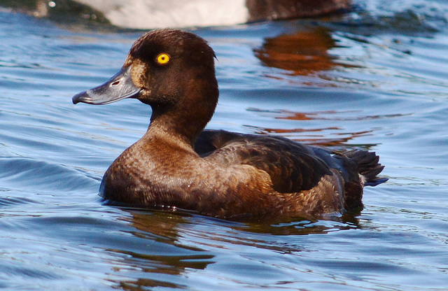 Female Tufted Duck. Aythya fuligula