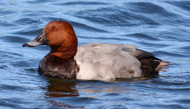 Pochard. Aythya ferina