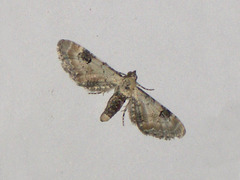 EsMj009 Eupithecia centaureata (Lime-speck Pug)