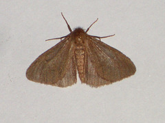 EsMj010 Ocneria rubea  (Male)