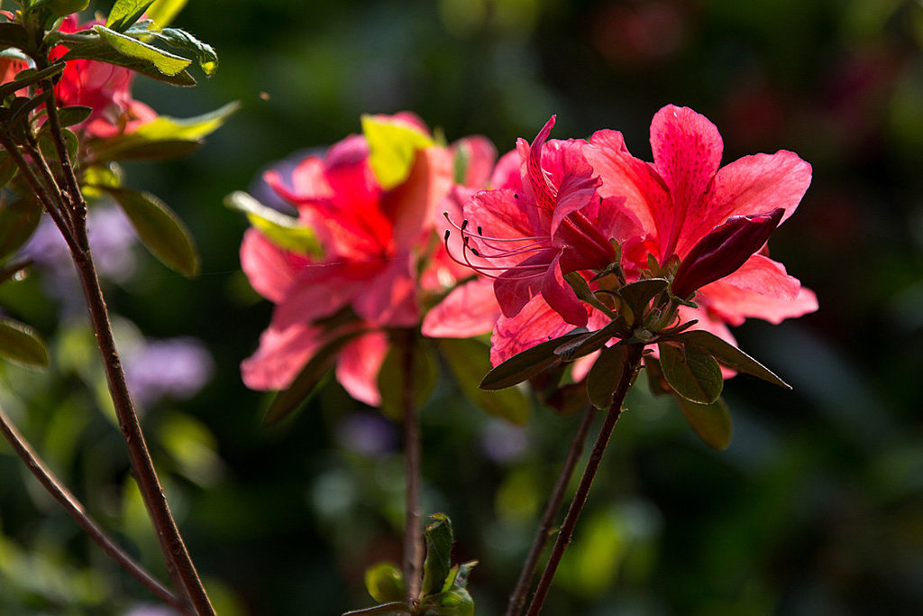 20140424 1686VRAw [D~BI] Rhododendron, Botanischer Garten, Bielefeld