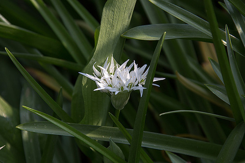 20140424 1684VRAw [D~BI] Bärlauch, Botanischer Garten, Bielefeld