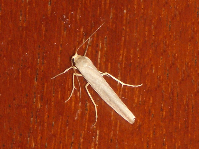 EsMj012 Eilema caniola (Hoary Footman)